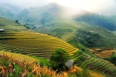 Pirinç tarlaları üzerinde Mu Cang Chai, Yenbai, Vietnam Teras. Vietnam manzaralar