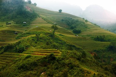 Pirinç tarlaları üzerinde Mu Cang Chai, Yenbai, Vietnam Teras. Vietnam manzaralar
