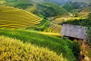 Pirinç tarlaları üzerinde Mu Cang Chai, Yenbai, Vietnam Teras. Vietnam manzaralar