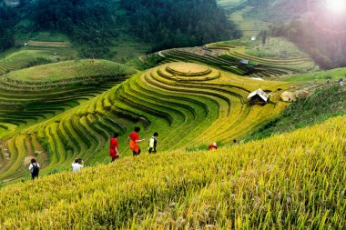 Mucangchai, Vietnam, 21 Eylül 2016: Mu Cang Chai, Yenbai, Vietnam 'da pirinç tarlaları. Vietnam manzaraları