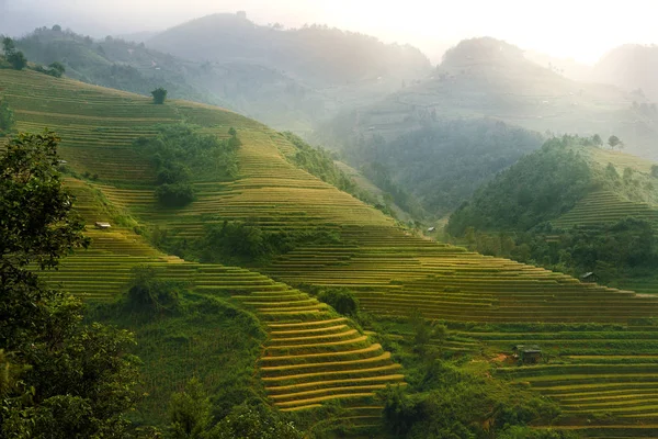 Pirinç tarlaları üzerinde Mu Cang Chai, Yenbai, Vietnam Teras. Vietnam manzaralar