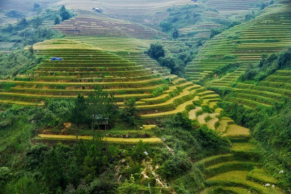 Pirinç tarlaları üzerinde Mu Cang Chai, Yenbai, Vietnam Teras. Vietnam manzaralar