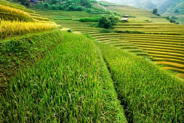 Rice Fields Terraced Cang Chai Yenbai Vietnam Vietnam Landscapes — Stock Photo, Image