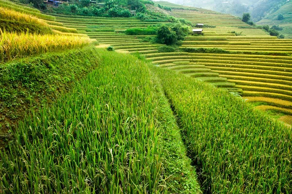 Pirinç Tarlaları Üzerinde Cang Chai Yenbai Vietnam Teras Vietnam Manzaralar — Stok fotoğraf