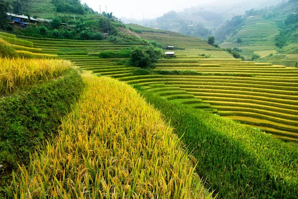 Risfälten Terrasserade Cang Chai Yenbai Vietnam Vietnam Landskap — Stockfoto