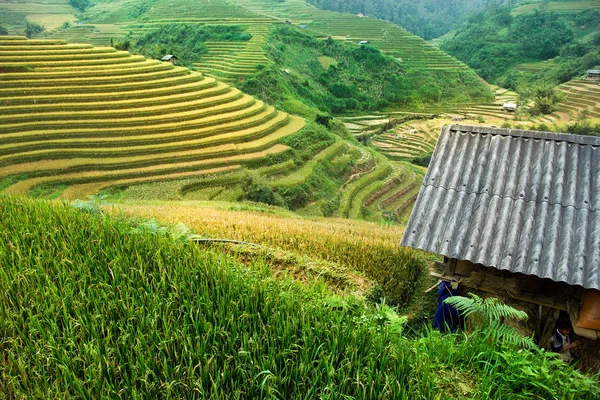Pirinç tarlaları üzerinde Mu Cang Chai, Yenbai, Vietnam Teras. Vietnam manzaralar