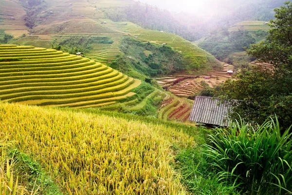 Pirinç tarlaları üzerinde Mu Cang Chai, Yenbai, Vietnam Teras. Vietnam manzaralar
