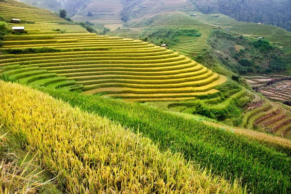 Campos Arroz Terrazas Cang Chai Yenbai Vietnam Vietnam Paisajes —  Fotos de Stock