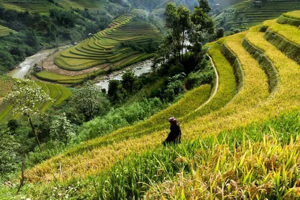 Mucangchai Vietnam Sseptember 2016 Rice Fields Terraced Cang Chai Yenbai — стоковое фото