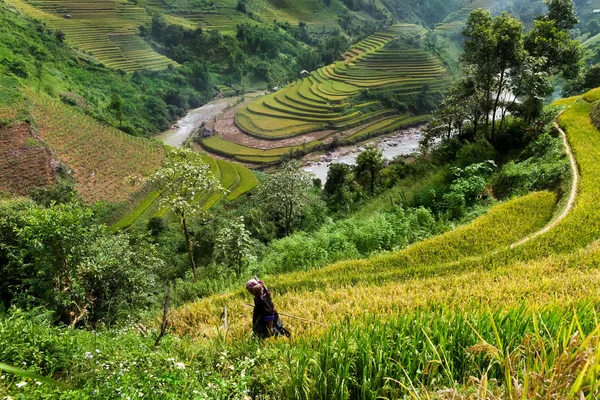 Mucangchai Vietnam Setembro 2016 Campos Arroz Terraço Cang Chai Yenbai — Fotografia de Stock