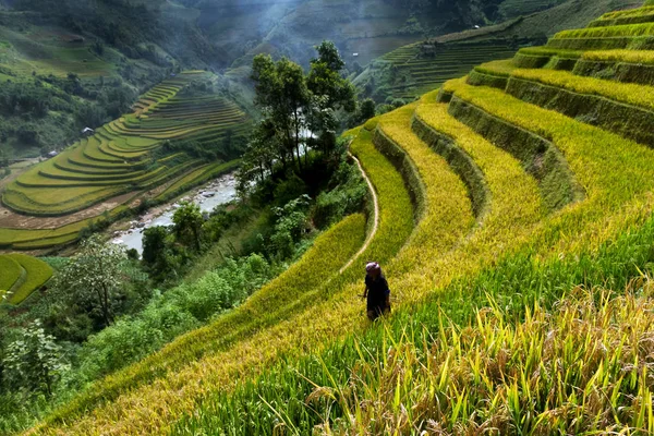 Mucangchai Vietnam Setembro 2016 Campos Arroz Terraço Cang Chai Yenbai — Fotografia de Stock