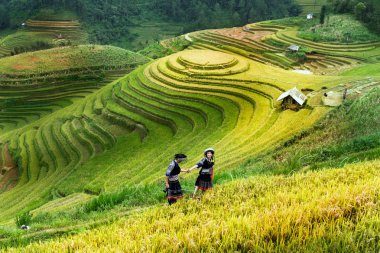 Mu Cang, Vietnam - 24 Eylül 2016: Hmong çiftçileri Vietnam 'ın ünlü pirinç tarlalarında fotoğraf çekiyorlar