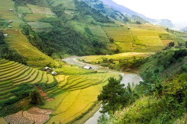 Pirinç tarlaları üzerinde Mu Cang Chai, Yenbai, Vietnam Teras. Vietnam manzaralar