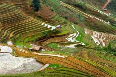 Pirinç tarlaları üzerinde Mu Cang Chai, Yenbai, Vietnam Teras. Vietnam manzaralar