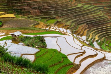 Pirinç tarlaları üzerinde Mu Cang Chai, Yenbai, Vietnam Teras. Vietnam manzaralar