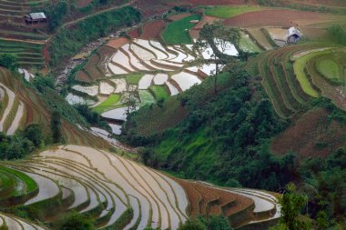 Pirinç tarlaları üzerinde Mu Cang Chai, Yenbai, Vietnam Teras. Vietnam manzaralar