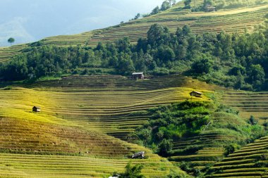 Pirinç tarlaları üzerinde Mu Cang Chai, Yenbai, Vietnam Teras. Vietnam manzaralar