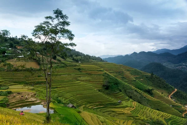 Rýžových Polí Řadové Cang Chai Yenbai Vietnam Vietnam Krajiny — Stock fotografie