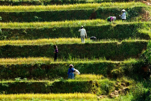 Cang Vietnam September 2016 Hmong Farmers Take Photos Famous Terraced — Stock Photo, Image