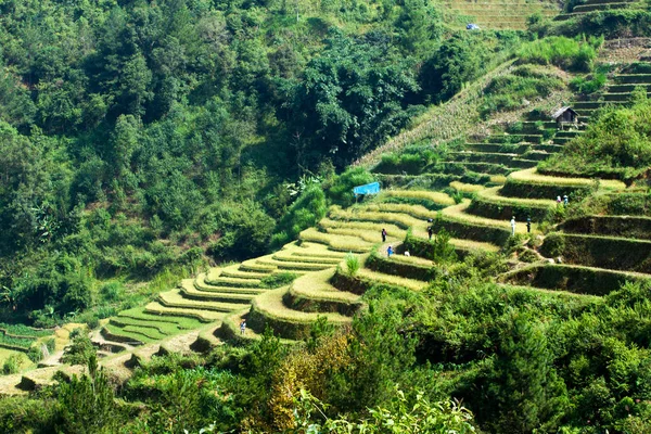 Reisfelder Auf Terrassen Von Cang Chai Yenbai Vietnam Vietnamesische Landschaft — Stockfoto
