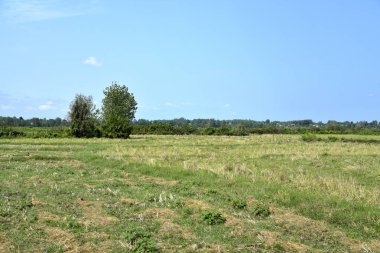 Lasht-e Nesha pirinç alan ve şehir ormanlarda Rasht, Gilan, Iran