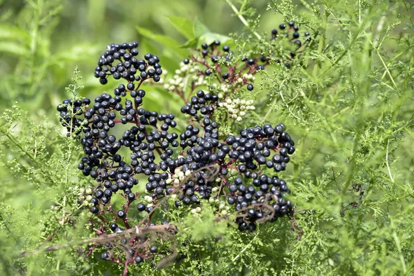 Nahaufnahme Blume Bei Lasht Nesha Rasht Gilan Iran — Stockfoto