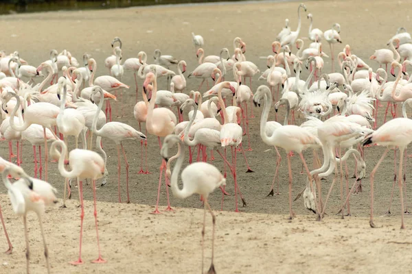 在拉斯 Khor 野生动物保护区的火烈鸟 拉姆萨尔遗址 Flamingo 阿拉伯联合酋长国 — 图库照片
