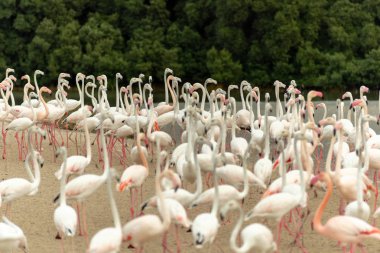 Flamingolar Ras Al Khor yaban hayatı kutsal, Ramsar Site, Flamingo hide2, Dubai, Birleşik Arap Emirlikleri
