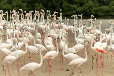 Flamingolar Ras Al Khor yaban hayatı kutsal, Ramsar Site, Flamingo hide2, Dubai, Birleşik Arap Emirlikleri