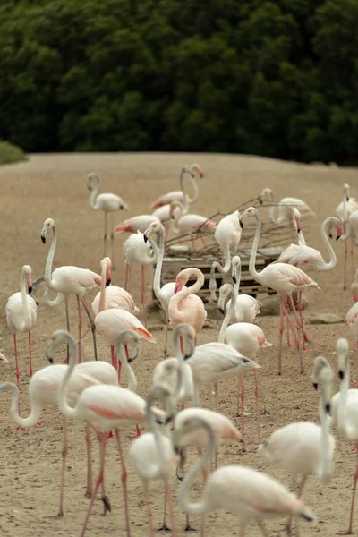 Flamingoes Ras Khor Wildlife Sanctuary Ramsar Site Flamingo Hide2 Dubai — Stock Photo, Image