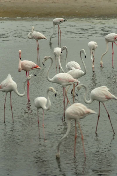Flamingolar Ras Khor Yaban Hayatı Kutsal Ramsar Site Flamingo Hide2 — Stok fotoğraf
