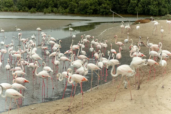 Flamingos Ras Khor Wildschutzgebiet Ramsar Website Flamingo Versteck Dubai Vereinigte — Stockfoto