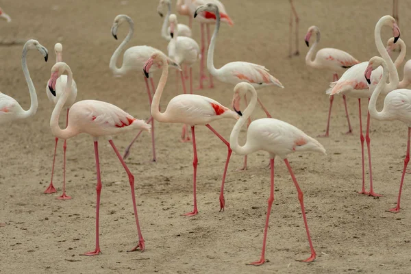 Flamingoes Ras Khor Wildlife Sanctuary Sitio Ramsar Flamingo Hide2 Dubai — Foto de Stock
