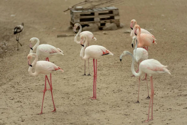 Flamingo Ras Khor Wildlife Sanctuary Ramsar Site Flamingo Hide2 Dubai — стоковое фото