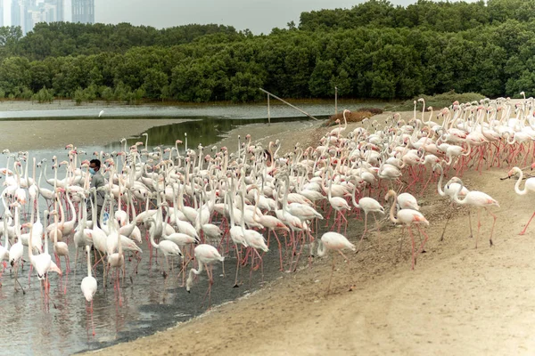 Flamingoes Ras Khor Wildlife Sanctuary Sitio Ramsar Flamingo Hide2 Dubai — Foto de Stock