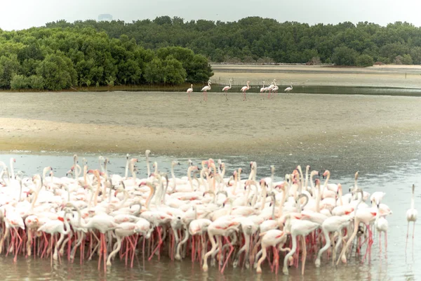 Flamingoes Ras Khor Wildlife Sanctuary Ramsar Site Flamingo Hide2 Dubai — Stock Photo, Image