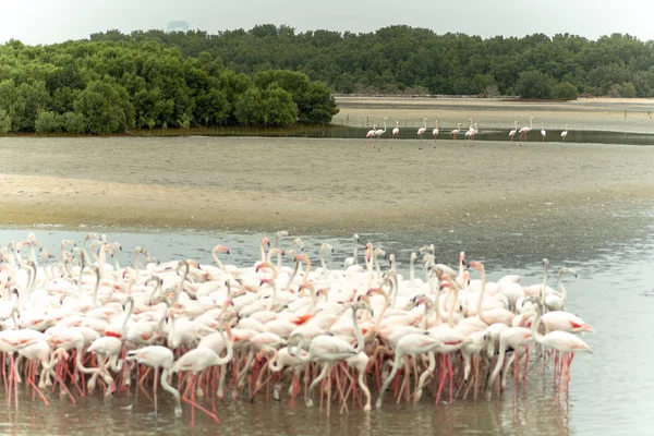 Flamingoes Ras Khor Wildlife Sanctuary Ramsar Site Flamingo Hide2 Dubai — Stock Photo, Image