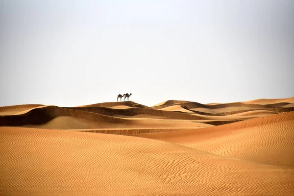 Chameaux Dans Les Dunes Désert Bidayer Dubai Émirats Arabes Unis — Photo