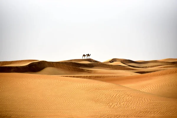 Wielbłądy Bidayer Pustynne Wydmy Dubai Zjednoczone Emiraty Arabskie — Zdjęcie stockowe