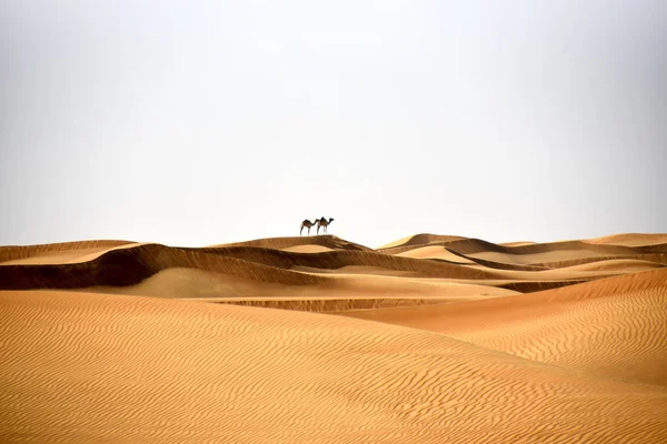 Chameaux Dans Les Dunes Désert Bidayer Dubai Émirats Arabes Unis — Photo