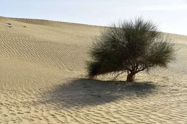 Attorno Laghi Lisalli Qudra Road Avventura Desert Safari Dubai Emirati — Foto Stock