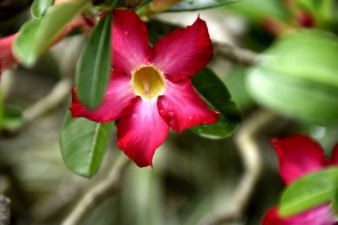 Filipinler'de yakın çekim tropikal yeşil bitkiler