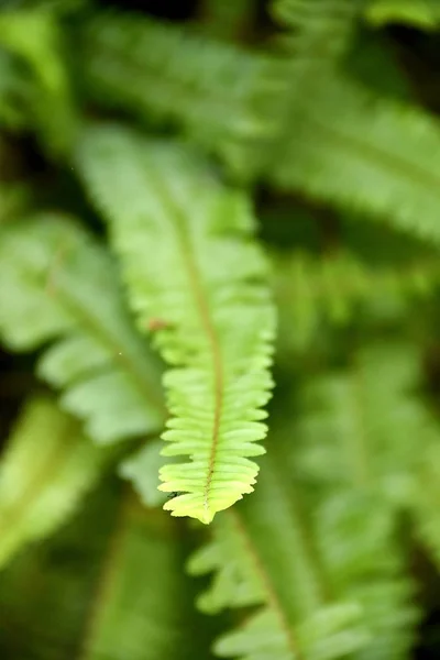 Крупный план тропических зеленых растений на Филиппинах — стоковое фото