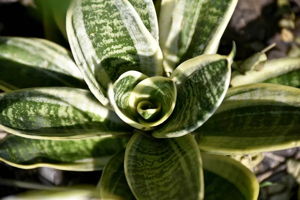 Close-up de plantas verdes tropicais nas Filipinas — Fotografia de Stock