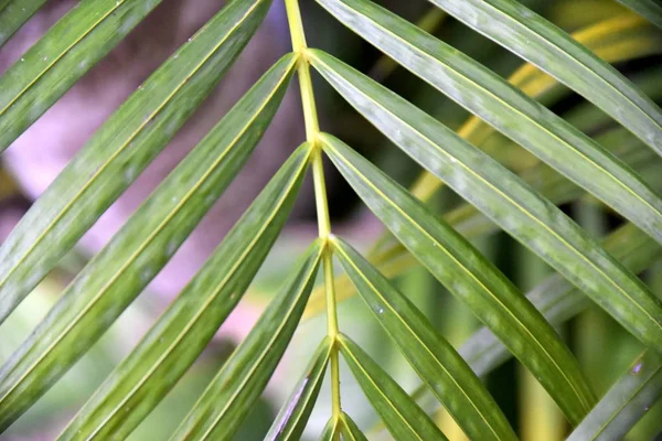Close-up tropical green plants in the Philippines — Stock Photo, Image