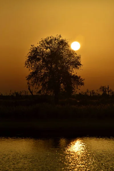 Árvore de silhueta ao pôr-do-sol no lago amor Al Qudra, Dubai, Unidade — Fotografia de Stock