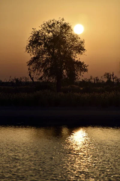 Silhouette tree on the sunset at Al Qudra love lake, Dubai, Unit — Stock Photo, Image