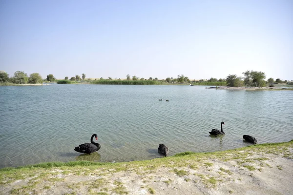 Black swans swimming in the Al Qudra lakes, Dubai, United Arab E — Stock Photo, Image