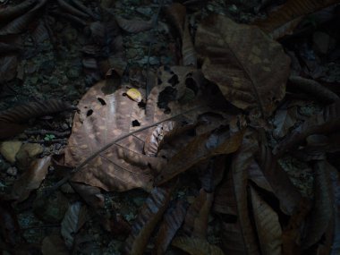Ormandaki kuru yaprakları kapatın. Seçici odak.
