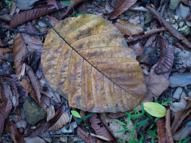 Ormandaki kuru yaprakları kapatın. Seçici odak.